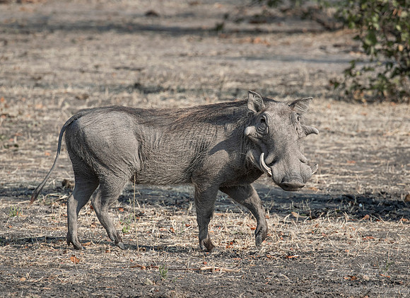 334 Common Warthog (Phacochoerus africanus) - Etosha NP Namibia