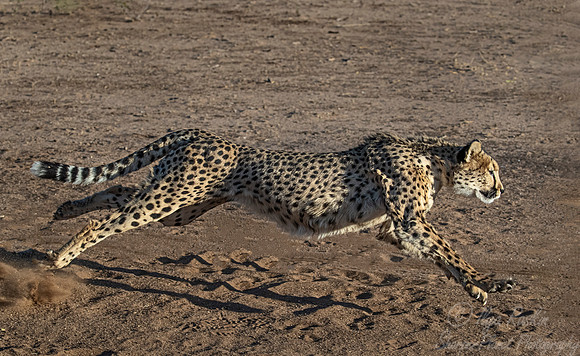 183 Cheetah (Acinonyx jubatus) - Namibia