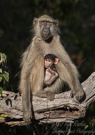 139 Chacma baboon with a baby (Papio ursinus) - Moremi region Botswana