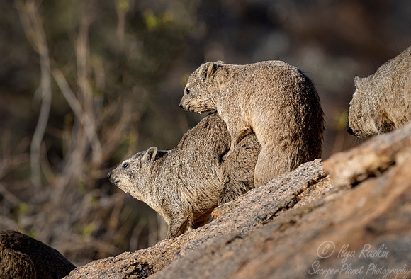1194 Rock hyraxes (Procavia capensis) - Central Namibia