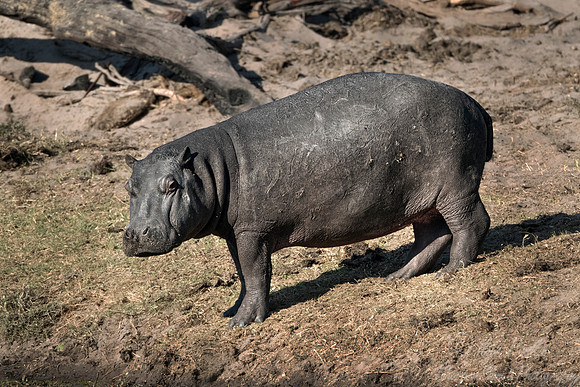 330 Hippopotamus (Hippopotamus amphibius) - Caprivi strip Namibia