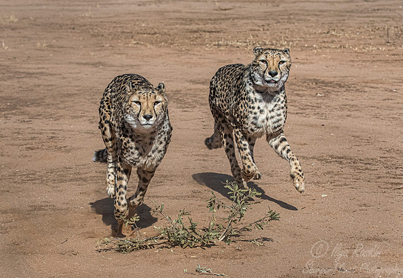 178 Cheetahs (Acinonyx jubatus) - Namibia