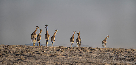 324 South African or Cape giraffes (Giraffa camelopardalis giraffa) - Etosha NP Namibia