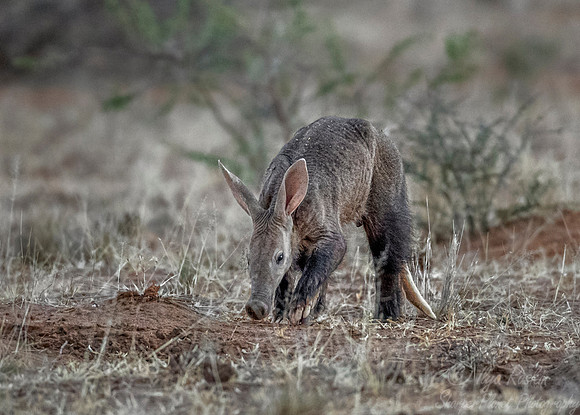 1189 Aardvark (Orycteropus afer) - Namibia