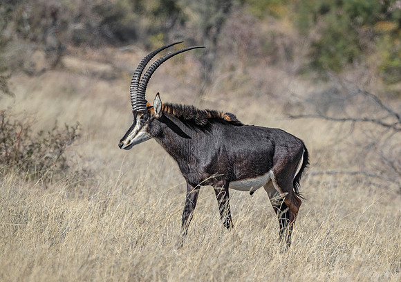 297 Sable antelope (Hippotragus niger) - Mahango NP Namibia