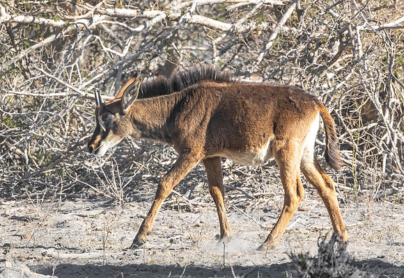 299 Sable antelope young (Hippotragus niger) - Buffalo NP Namibia
