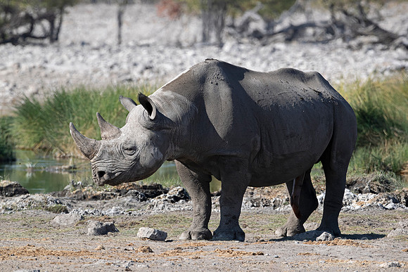 147 Black rhinoceros (Diceros bicornis) - Etosha NP Namibia