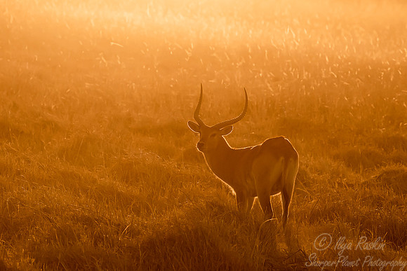 302 Red lechwe (Kobus leche) - Moremi region Botswana