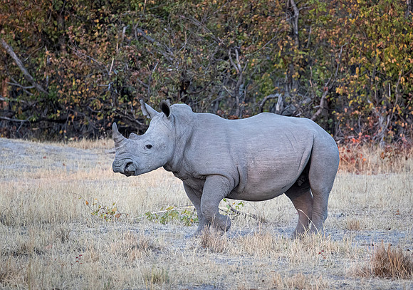 148 White rhinoceros (Ceratotherium simum) - Moremi region Botswana