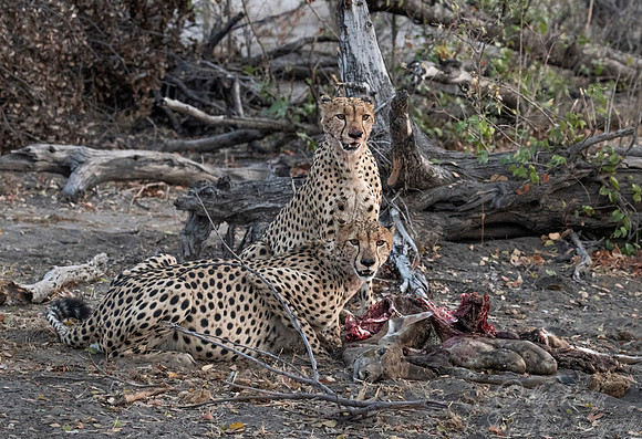 189 Cheetahs (Acinonyx jubatus) - Moremi region - Botswana