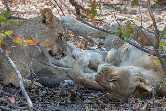 155 Lions (Panthera leo) - Moremi region Botswana