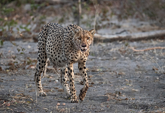 186 Cheetah (Acinonyx jubatus) - Namibia