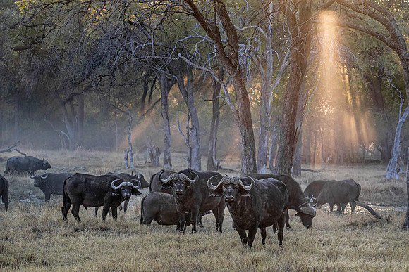 320 African or Cape buffalos (Syncerus caffer) - Moremi region Botswana
