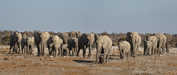 096 African Bush Elephants (Loxodonta africana) - Etosha NP Namibia
