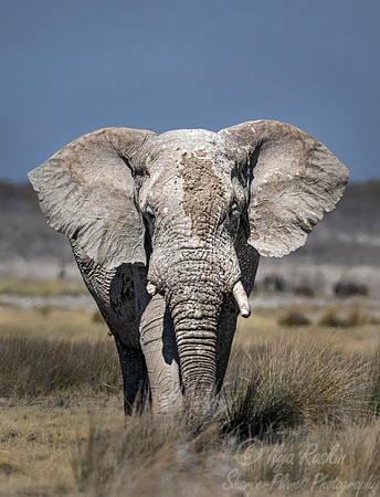 093 African Bush Elephant (Loxodonta africana) - Etosha NP Namibia