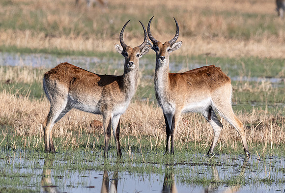 310 Red lechwes (Kobus leche) - Moremi region Botswana