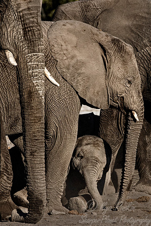101 African Bush Elephants (Loxodonta africana) - Etosha NP Namibia