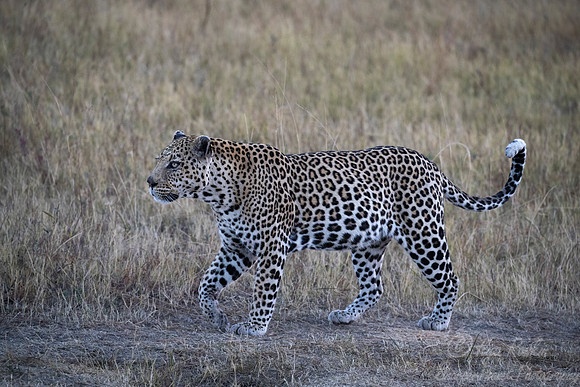 168 Leopard  (Panthera pardus) - Moremi region Botswana