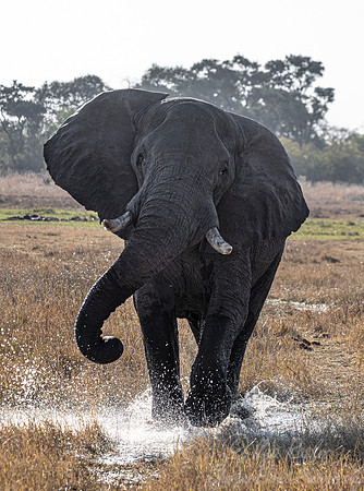 095 African Bush Elephant (Loxodonta africana) - Moremi region Botswana