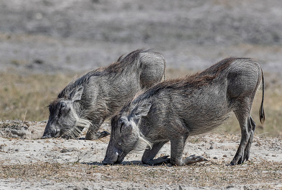 336 Common Warthogs (Phacochoerus africanus) - Etosha NP Namibia