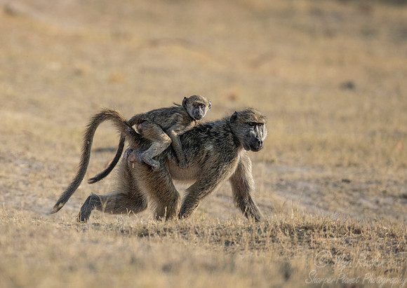 138 Chacma baboon with a baby (Papio ursinus) - Moremi region Botswana