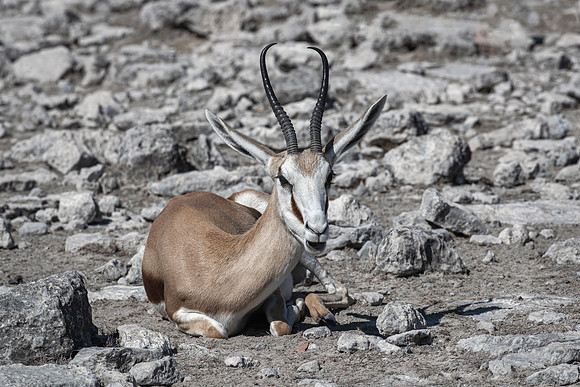 295 Springbok (Antidorcas marsupialis) - Etosha NP Namibia