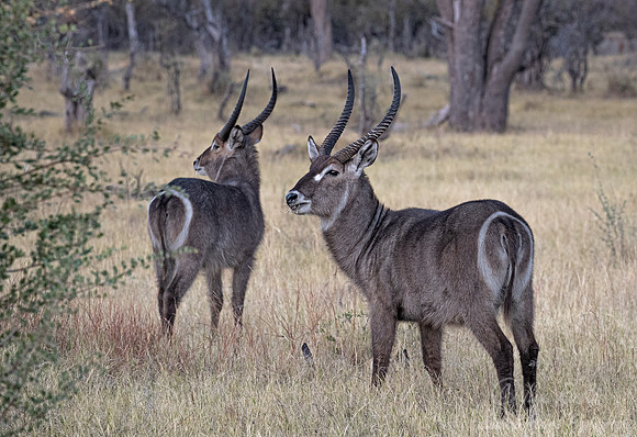 312 Common waterbucks (Kobus ellipsiprymnuss) - Moremi region Botswana