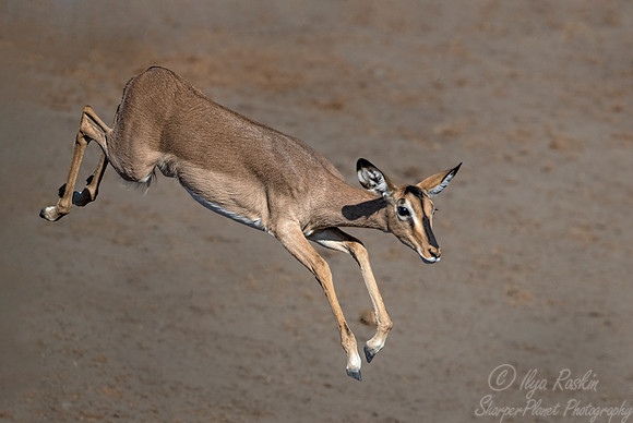 293 Black-faced impala (Aepyceros melampus petersi) - Etosha NP Namibia