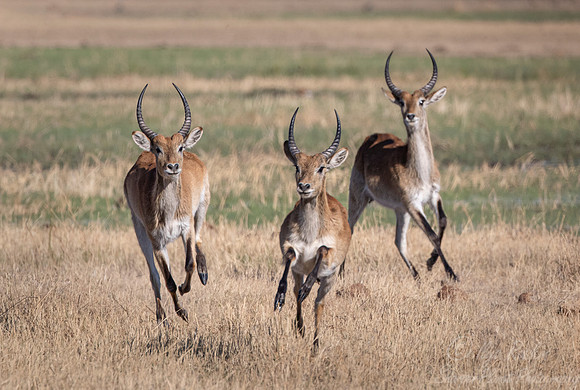 306 Red lechwes (Kobus leche) - Moremi region Botswana