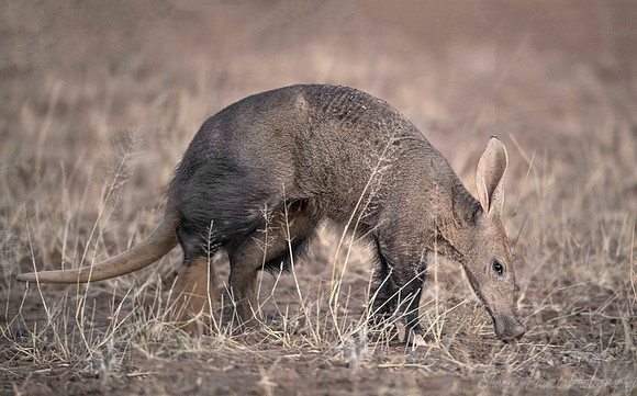 1190 Aardvark (Orycteropus afer)