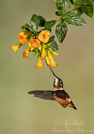 223 Purple-throated woodstar female (Calliphlox mitchellii) - Ecuador