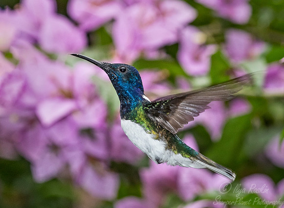 238 White-necked Jacobin (Florisuga mellivora) - Ecuador