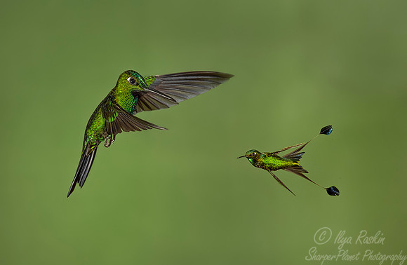 218 Green-crowned brilliant (Heliodoxa jacula) and White-booted rocket-tail (Ocreatus underwoodii) - Ecuador