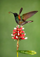 2019 Ecuador - Hummingbirds