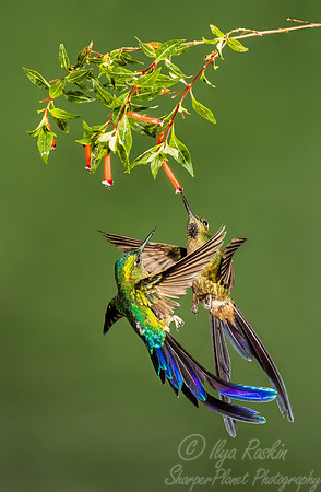 191 Violet-tailed sylphs (Aglaiocercus coelestis) - Ecuador