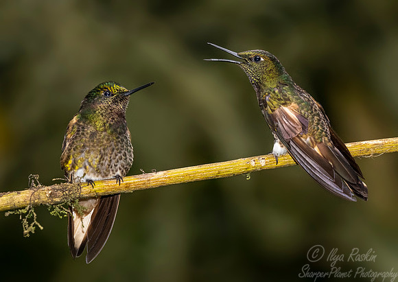 230 Buff-tailed coronets (Boissonneaua flavescens) - Ecuador