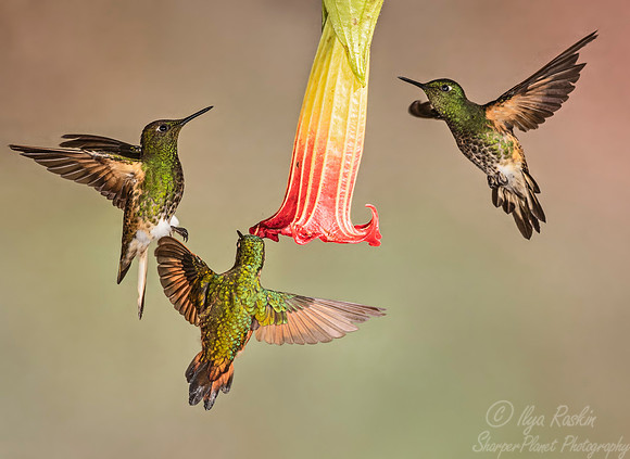255 Buff-tailed coronets (Boissonneaua flavescens) - Ecuador