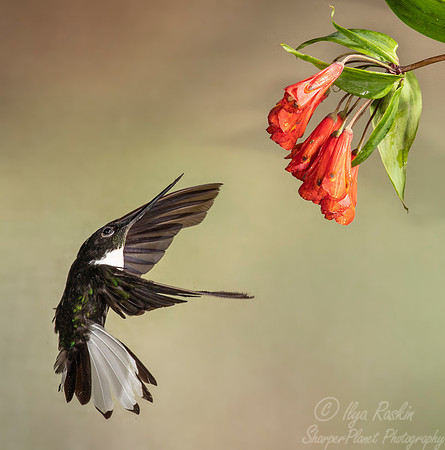 260 Collared inca male (Coeligena torquata) - Ecuador