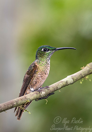 234 Fawn-breasted brilliant (Heliodoxa rubinoides) - Ecuador