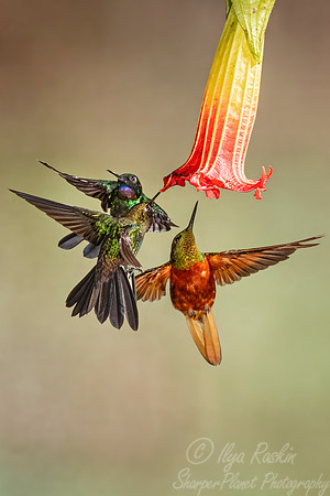 256 Tourmaline sunangels (Heliangelus exortis) and Chestnut-breasted coronet (Boissonneaua matthewsii) - Ecuador
