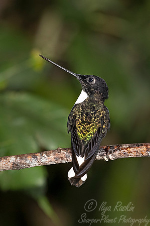 249 Collared inca male (Coeligena torquata) - Ecuador