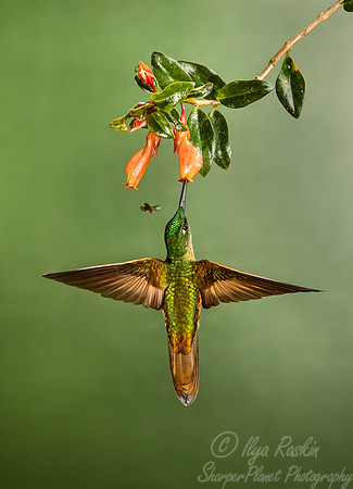 212 Fawn-breasted brilliant (Heliodoxa rubinoides) - Ecuador
