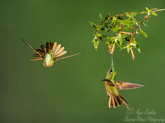 213 Fawn-breasted brilliants (Heliodoxa rubinoides) - Ecuador