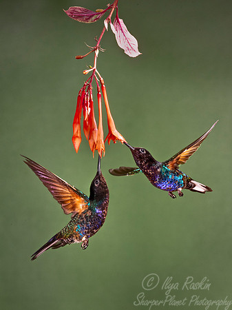 165 Velvet-purple coronets (Boissonneaua jardini) - Ecuador