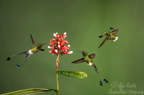 197 White-booted racket-tails males (Ocreatus underwoodii) - Ecuador