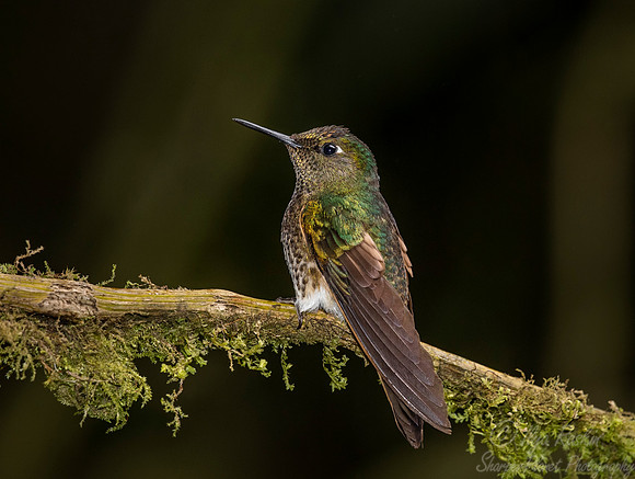 264 Tyrian metaltail (Metallura tyrianthina) - Ecuador