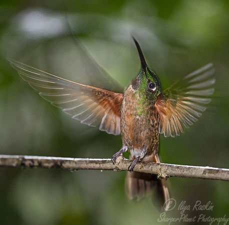 227 Fawn-breasted brilliant (Heliodoxa rubinoides) - Ecuador