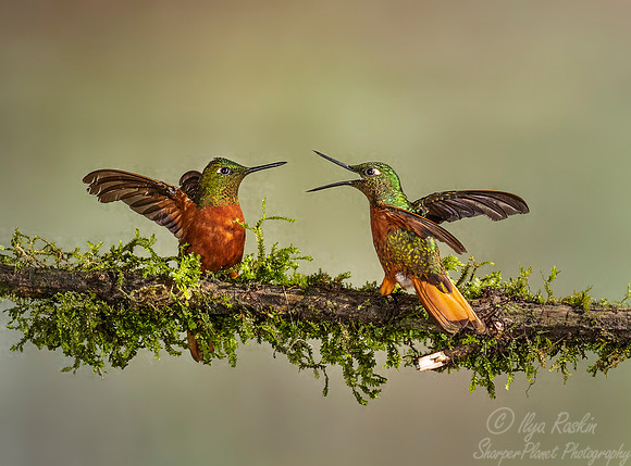 267 Chestnut-breasted coronets (Boissonneaua matthewsii) - Ecuador