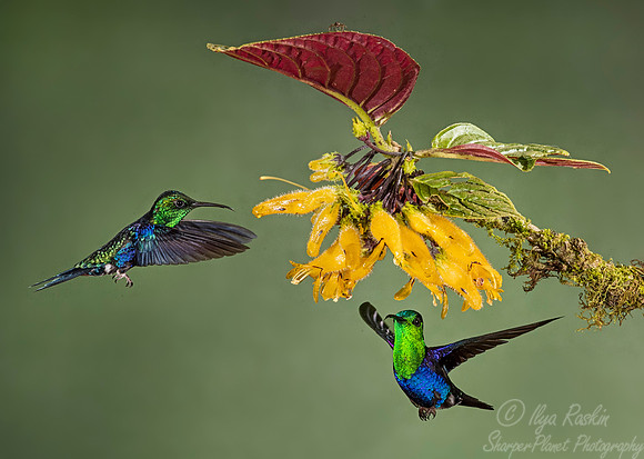 205 Green-crowned woodnymphs (Thalurania colombica fannyi) - Ecuador