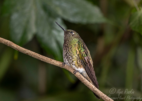 263 Tyrian metaltail (Metallura tyrianthina) - Ecuador